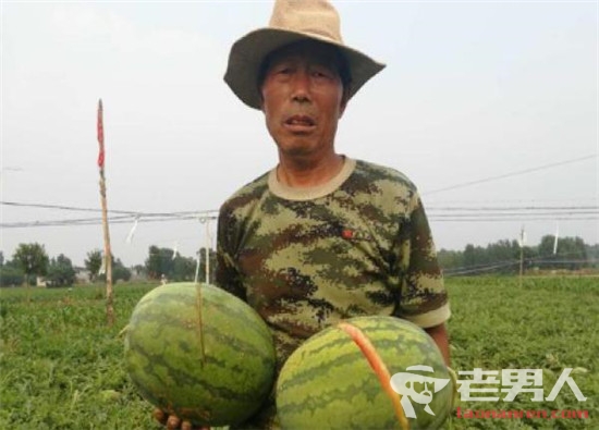 2万斤西瓜被砍烂 瓜农气得当时全身发抖