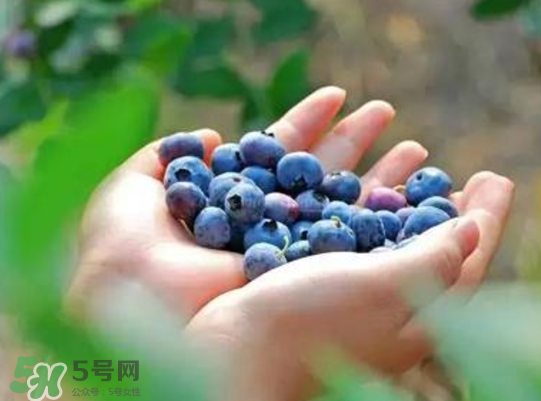蓝莓和杨梅能一起吃吗？蓝莓和杨梅可以一起泡酒吗？