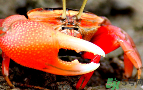 螃蟹可以和葡萄一起吃吗?螃蟹能和葡萄同吃吗?