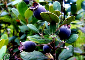 乌饭子和蓝莓是同一种植物吗？乌饭子树和蓝莓对比