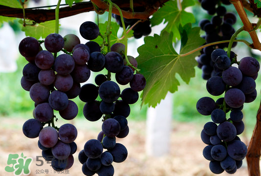 夏黑葡萄几月成熟？夏黑葡萄几月份上市？