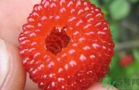 >山莓的营养价值 山莓的功效与作用