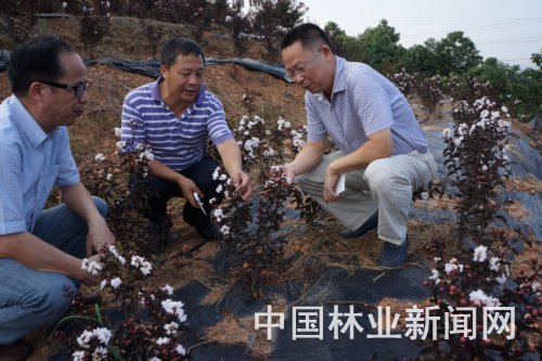 王晓明紫薇新品种 湖南林科院持续领跑紫薇新品种研发