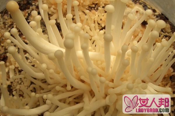 如何种植菌菇 菌菇种植方法技巧
