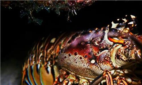 淡水大龙虾 虾之都澳洲淡水大龙虾张牙舞爪横行市场