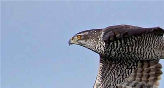 【苍鹰是几级保护动物】19人猎捕25只国家二级保护动物苍鹰被查