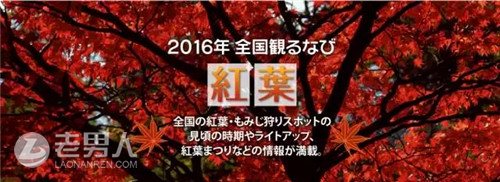 >2016年日本红叶预测 霜枫如火待君探看