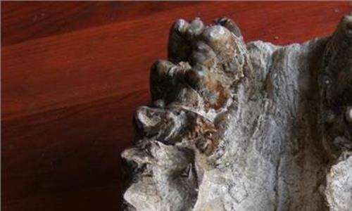 板齿犀vs猛犸象 猛犸象已灭绝3000年的“亲戚”被发现