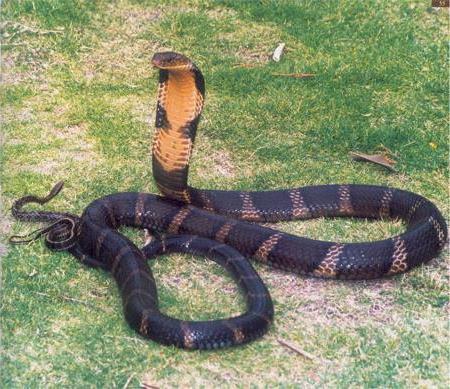 >常见的毒蛇咬伤中毒症状 - 银环蛇