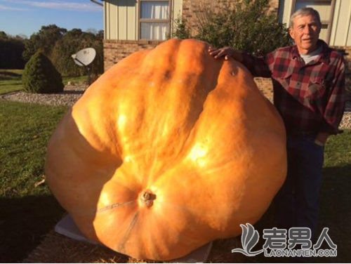 >美国男子后院种植巨型南瓜 最重超600公斤(图)