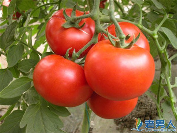 >番茄有什么功效和作用 孕妇吃番茄要注意些什么