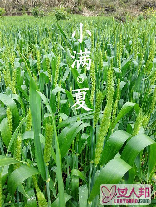 >小满节气衣食住行养生指南