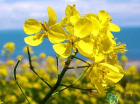 >五月份还有油菜花吗？5月份还有油菜花吗？