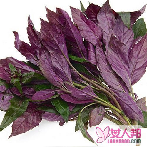 >紫背天葵的功效与作用及食用方法_紫背天葵的营养价值