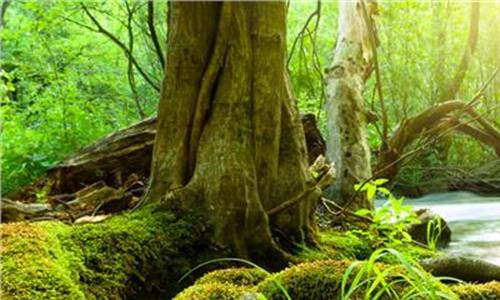 呀诺达热带雨林景区 三亚呀诺达雨林文化旅游区 体验原始热带雨林
