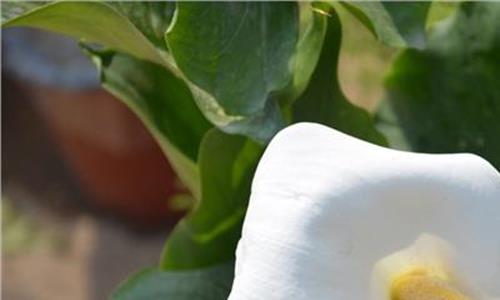 马蹄莲的花语是什么 盆栽马蹄莲怎么养?