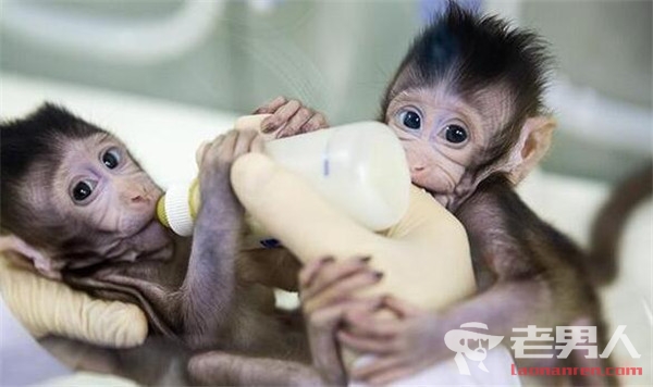 两只克隆猴诞生 中国科学家成功突破世界难题