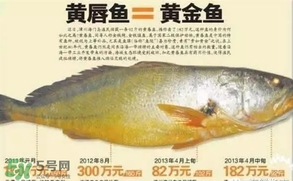 黄唇鱼是什么鱼？黄唇鱼是淡水鱼吗