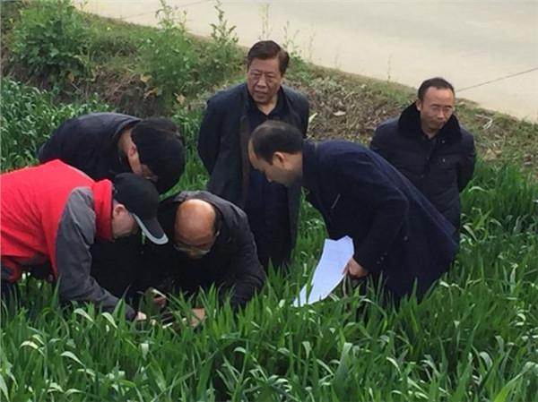 王韬著作 陕西省农业厅副厅长王韬在西安督导小麦病虫防控工作