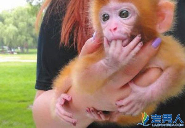>女子公园遛猴子 专家提示此类猴子可能带有病毒