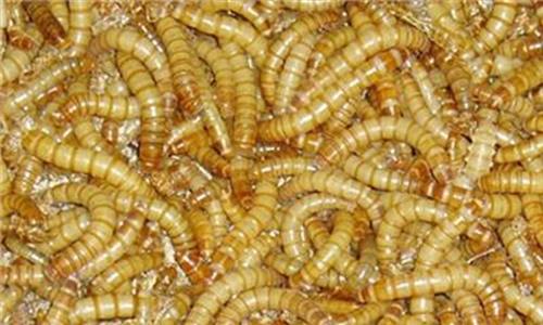 黄粉虫用途 黄粉虫的病害有这几种 找对原因 对症下药!