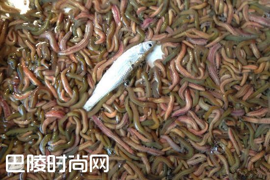 广东禾虫 湛江沙虫|老鼠三吱儿 福建土笋冻
