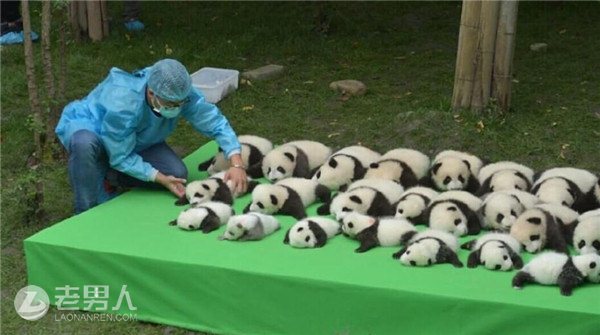 >成都23只大熊猫幼仔集体亮相上演“熊猫瘫”