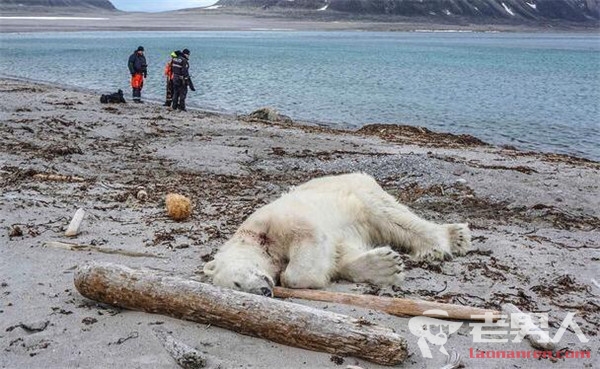 北极熊伤人遭射杀 因袭击挪威邮轮员工被击毙