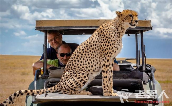 猎豹游猎车上纳凉 游客拍下与猎豹亲密接触的全过程