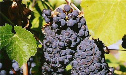 勃艮第黑皮诺红葡萄酒 “大牌”黑皮诺——勃艮第红葡萄酒酒款推荐