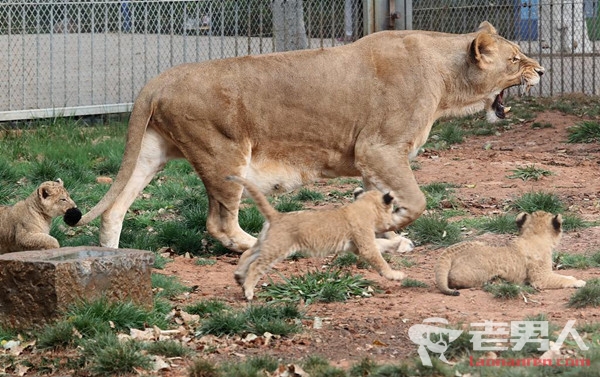五胞胎非洲狮亮相 萌翻现场游客