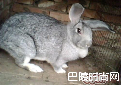 >青紫蓝兔价格及智商 青紫蓝兔好养吗多少钱一只
