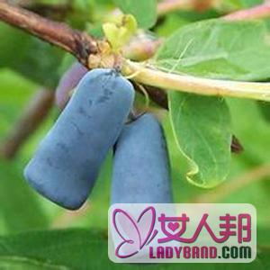 >【蓝靛果的营养价值】蓝靛果是什么_蓝靛果与蓝莓