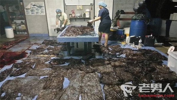>鲸鱼泰国海边搁浅死亡 解剖尸体发现80个塑料袋