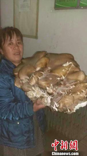 新疆一农场职工捡到罕见杨树菇 重5 2公斤 大唐彩票