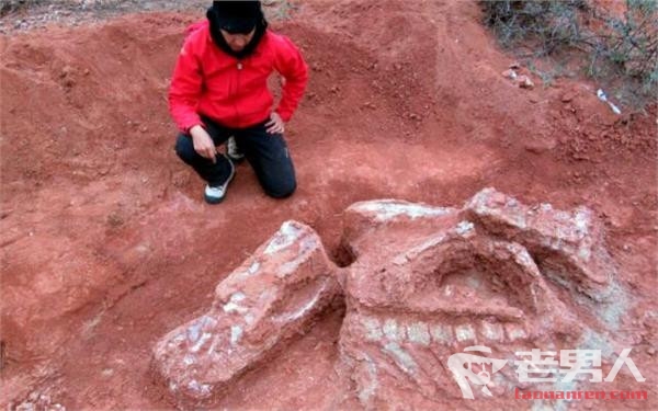 阿根廷巨型恐龙遗骸出土 预计成年后最长可达10米