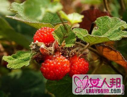 >茅莓的功效与作用  揭示茅莓的药用价值