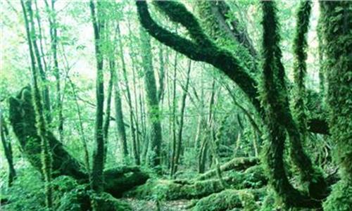>热带雨林寓意 海南有片989万亩的热带雨林 悉心呵护“地球之肺”