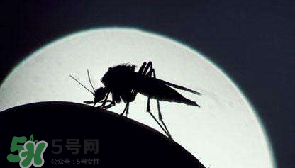 蚊虫叮咬会传播艾滋病吗？蚊虫会传染乙肝吗？