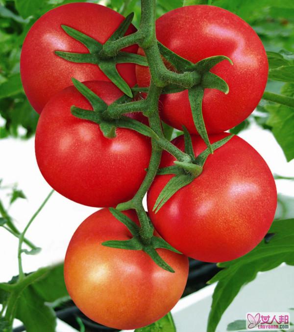 >番茄红素的药理作用