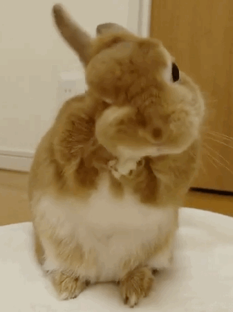 小兔几洗脸视频爆红网络 兔子是怎么洗脸的