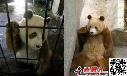 棕色大熊猫照片 那些超罕见动物盘点【组图】