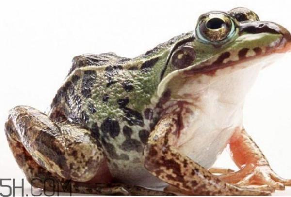 >林蛙和牛蛙的区别是什么？林蛙怎么分公母
