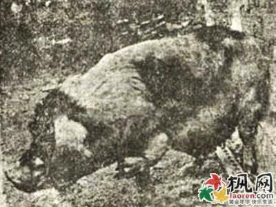 >揭1923年上海人畜轮回转世的真实事件