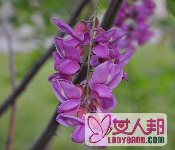 >【紫色槐花能吃吗】紫色槐花有毒吗_能吃的槐花有哪些