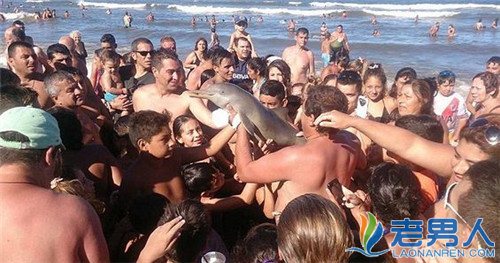 >海豚死在游客好奇心下  尸体被抛弃在海滩上