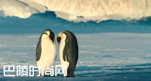偷别人石头子儿的坏企鹅视频是什么节目 BBC好看的纪录片推荐