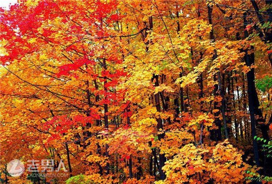 这才是国内最美的赏秋胜地 美人美景等你来旅游