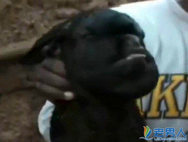 肯尼亚男子因兽奸黑山羊被判有期徒刑十年