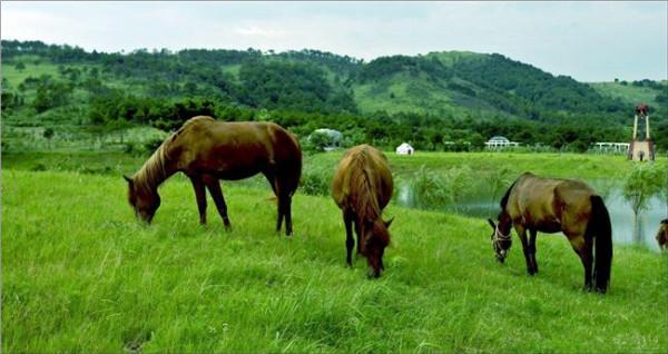 >石家庄植物园强宇犬舍  来认识下